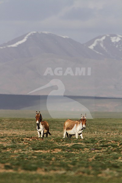 Two Kiang (Equus kiang) on the Tibetan plateau. The largest of the wild asses and it inhabits montane and alpine grasslands stock-image by Agami/James Eaton,