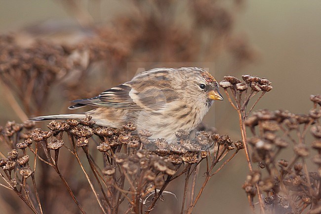 Common Redpoll - Taiga-BIrkenzeisig - Carduelis flammea flammea stock-image by Agami/Ralph Martin,