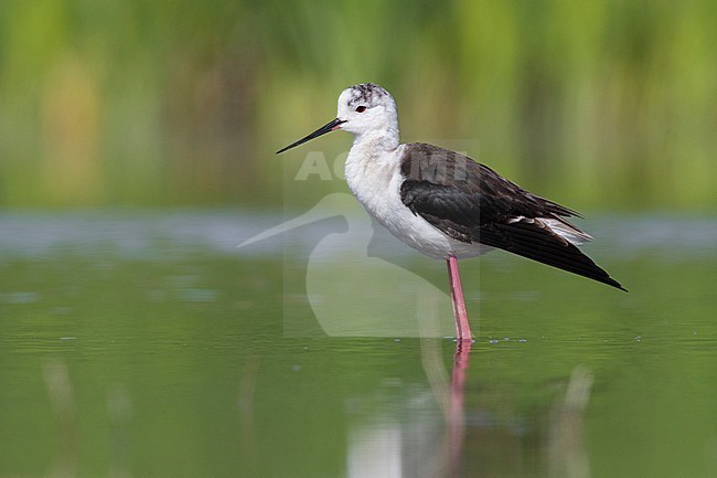 Black-winged Stilt (Himantopus himantopus), side view of a 2nd cy juvenile standing in the water, Campania, Italy stock-image by Agami/Saverio Gatto,