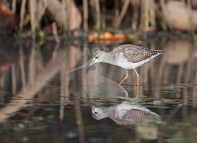 Wood sandpiper in mangroves stock-image by Agami/Roy de Haas,
