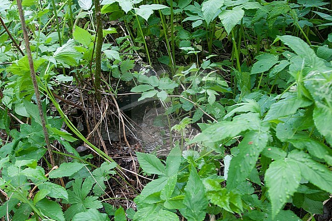 Nest of Hazel Grouse (Tetrastes bonasia bonasia), female hatching. The bird is well camouflaged and does not leave the nest until you are about to step on it. stock-image by Agami/Kari Eischer,