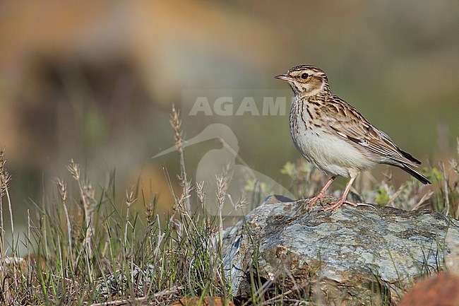 Woodlark - Heidelerche - Lullula arborea ssp. pallida; Cyprus, adult stock-image by Agami/Ralph Martin,
