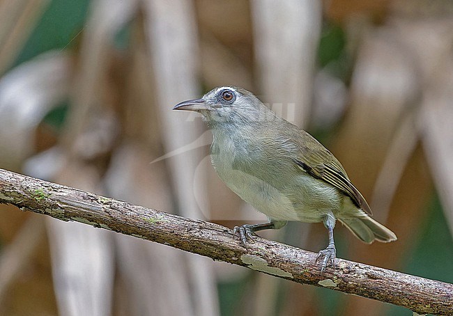 Bare-eyed White-eye, Zosterops superciliosus, in the Solomon Islands. Endemic to Rennell Island. stock-image by Agami/Pete Morris,