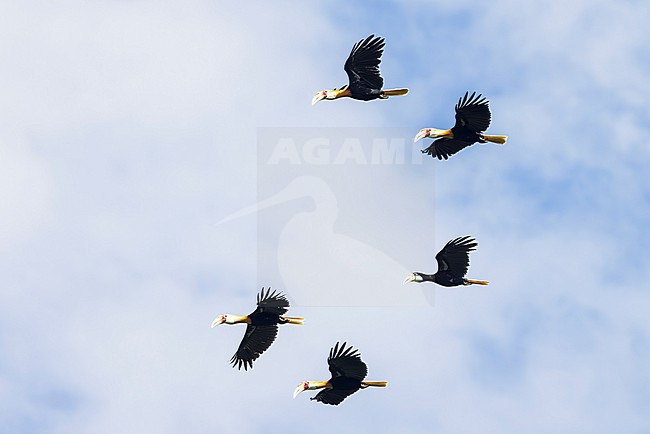 A group of Blyth's Hornbill, Rhyticeros plicatus is seen flying by against a clear blue sky. stock-image by Agami/Jacob Garvelink,