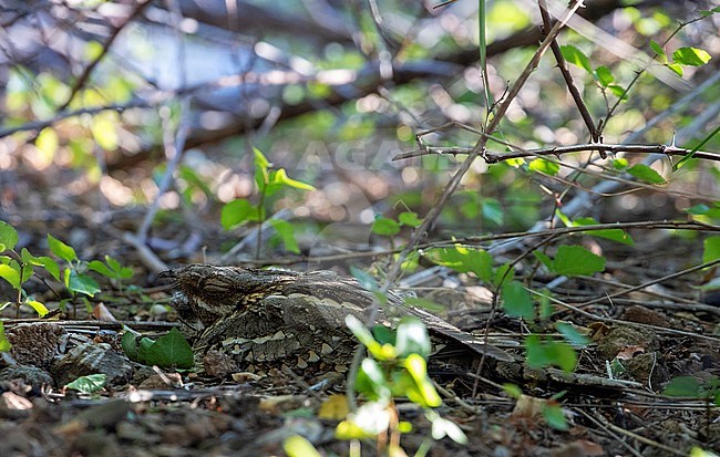 Red-necked Nightjar (Caprimulgus ruficollis) at breeding site near Barcelona in Spain. stock-image by Agami/Marc Guyt,