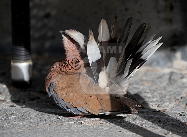 Laughing Dove (Spilopelia senegalensis) standing on the ground in Finland. stock-image by Agami/Tomi Muukkonen,