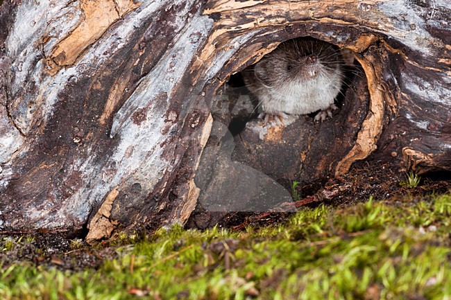 Huisspitsmuis op de grond; Greater White-toothed Shrew on the ground stock-image by Agami/Theo Douma,