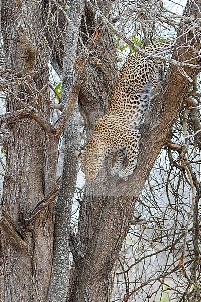 Leopard (Panthera pardus), adult female climbing down from a tree, Mpumalanga, South Africa stock-image by Agami/Saverio Gatto,