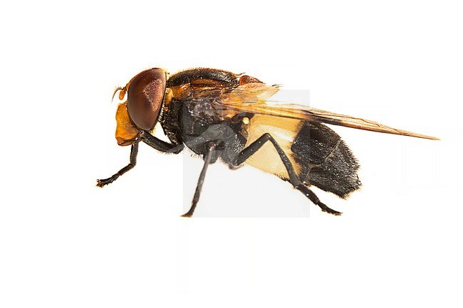 Pellucid fly, Witte reus, Volucella pellucens stock-image by Agami/Wil Leurs,