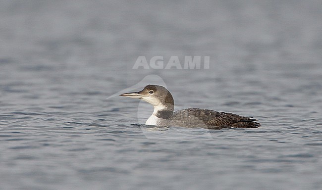 Adult winter Great Northern Diver (Gavia immer) swimming in harbour of Terschelling, Netherlands. Netherlands, stock-image by Agami/Arie Ouwerkerk,
