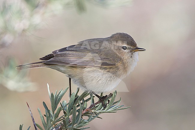 Mountain Chiffchaff (Phylloscopus sindianus sindianus), Tajikistan, adult perched on a branch with clean background stock-image by Agami/Ralph Martin,
