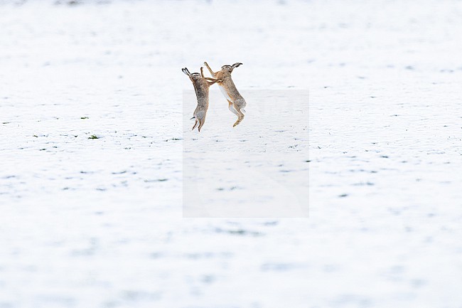 Europese Haas, European Hare, Lepus europaeus stock-image by Agami/Menno van Duijn,