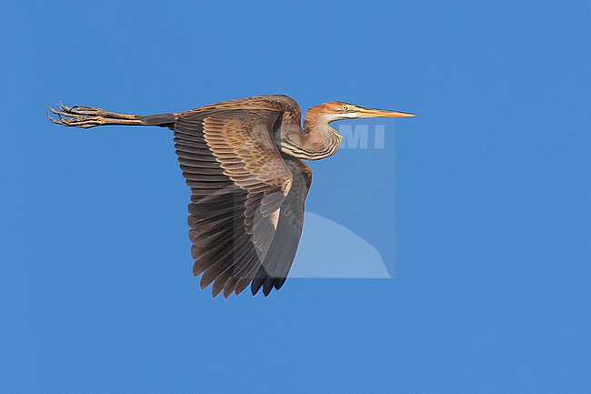 Immature Purple Heron, Ardea purpurea, in flight. stock-image by Agami/Daniele Occhiato,