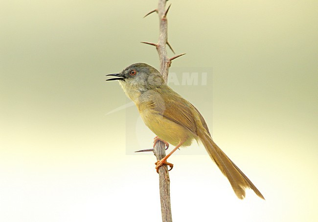 Geelbuikprinia singing on a branch, Yellow-bellied Prinia zingend op tak stock-image by Agami/Pete Morris,
