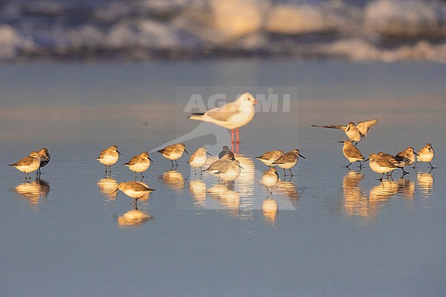 Dunlin (Calidris alpina), flock resting on the shore together with a Black-headed Gull, Campania, Italy stock-image by Agami/Saverio Gatto,
