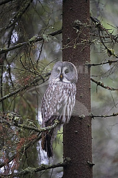 Great Grey Owl adult perched in a tree; Laplanduil volwassen zittend in een boom stock-image by Agami/Markus Varesvuo,