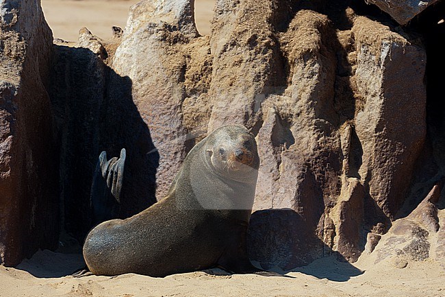A cape fur seal on the beach at Cape Frio. Cape Fria, Skeleton Coast, Kunene, Namibia. stock-image by Agami/Sergio Pitamitz,