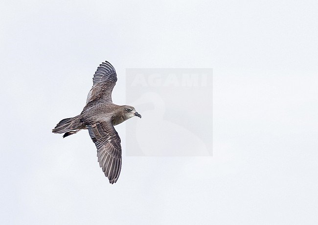 Murphy's Petrel (Pterodroma ultima). Photographed during a Pitcairn Henderson and The Tuamotus expedition cruise. stock-image by Agami/Pete Morris,