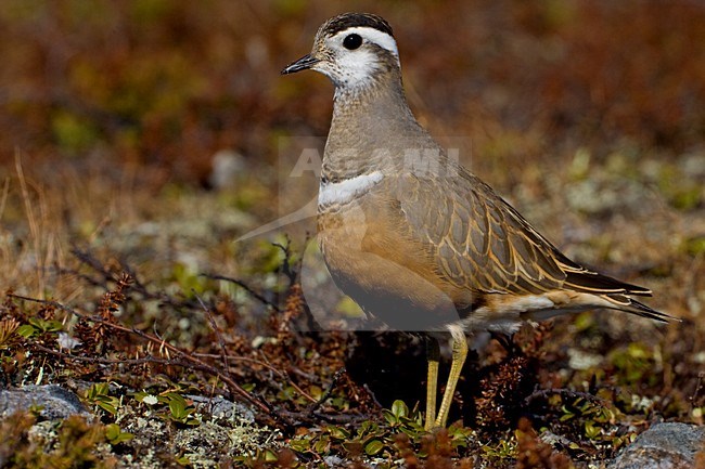Volwassen vrouwtje Morinelplevier in broedgebied; Adult female Eurasian Dotterel on breeding ground stock-image by Agami/Daniele Occhiato,