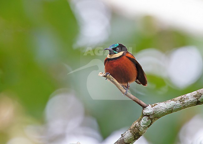 Adult male Buff-throated Sunbird (Chalcomitra adelberti) in Sierra Leone. stock-image by Agami/David Monticelli,