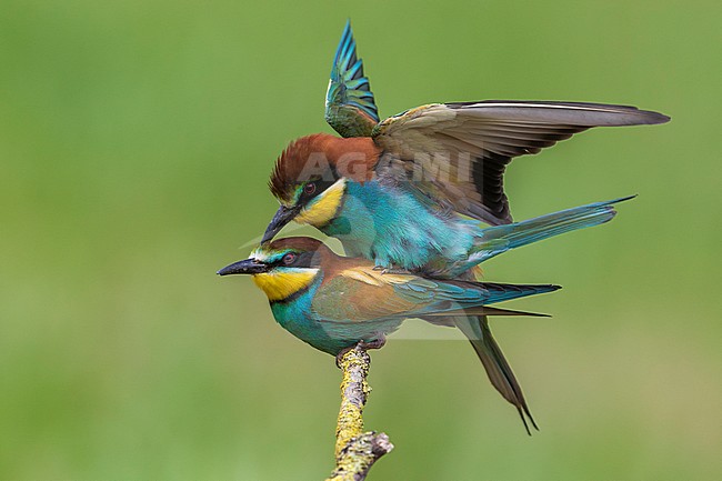 Bijeneter; Bee-eater stock-image by Agami/Daniele Occhiato,
