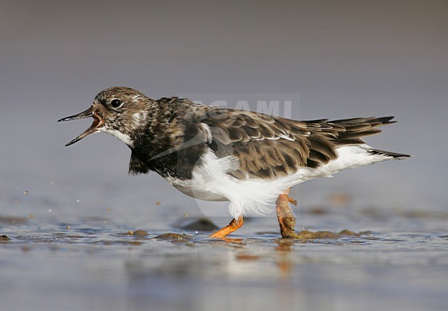 Ruddy Turnstone calling Netherlands, Steenloper roepend Nederland stock-image by Agami/Menno van Duijn,