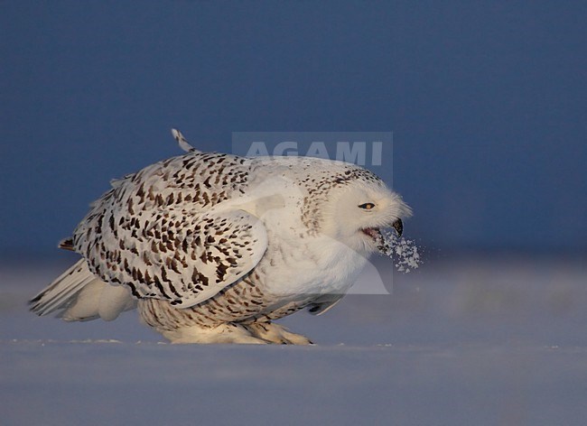 Sneeuwuil etend, Snowy Owl eating stock-image by Agami/David Hemmings,