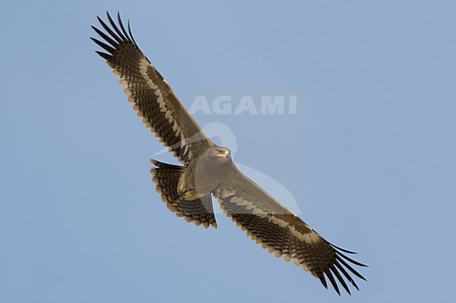 Steppearend in de vlucht; Steppe Eagle in flight stock-image by Agami/Daniele Occhiato,