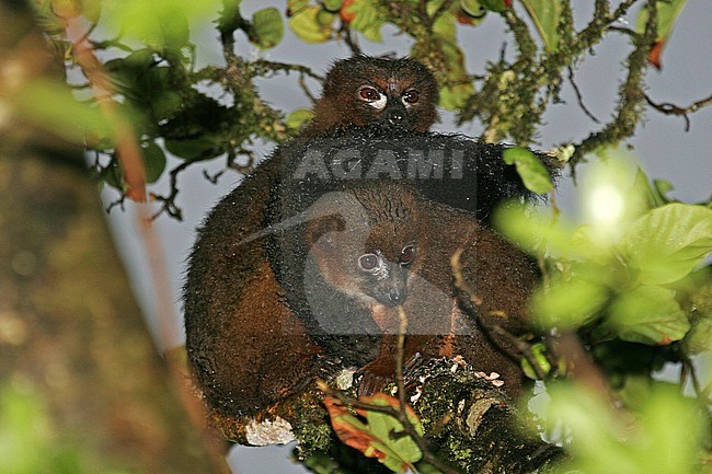 Two sleeping red-bellied lemurs (Eulemur rubriventer) in canopy of tropical forest in on Madagascar. stock-image by Agami/Pete Morris,