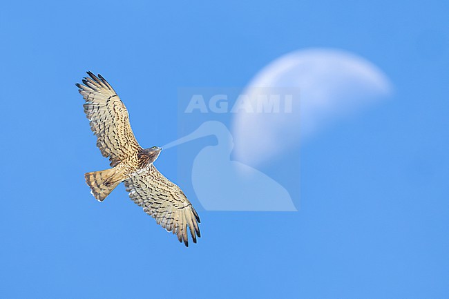 Short-toed Snake Eagle, Circaetus gallicus, in flight. With moon in the background. stock-image by Agami/Daniele Occhiato,