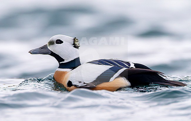 Steller's Eider (Polysticta stelleri) wintering in harbor of Vadso in arctic Norway. stock-image by Agami/Marc Guyt,