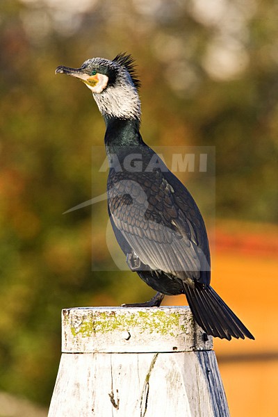 Aalscholver zittend op paal; Great Cormorant perched on a pole stock-image by Agami/Marc Guyt,