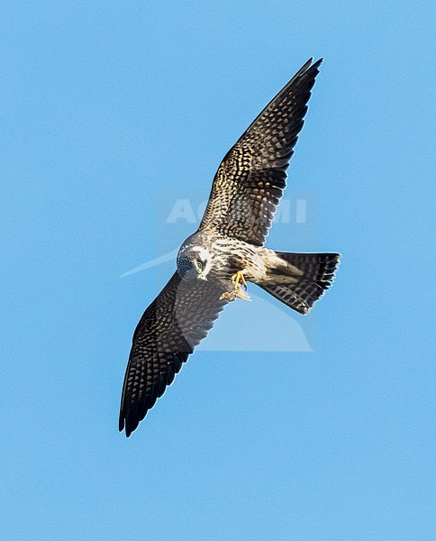 Eurasian Hobby (Falco subbuteo) in flight during autumn migration in Bulgaria stock-image by Agami/Marc Guyt,