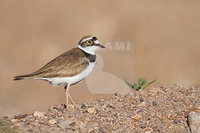 Little Ringed Plover (Charadrius dubius ssp. curonicus) in Kazakhstan, adult female standing on a sandy ledge. stock-image by Agami/Ralph Martin,