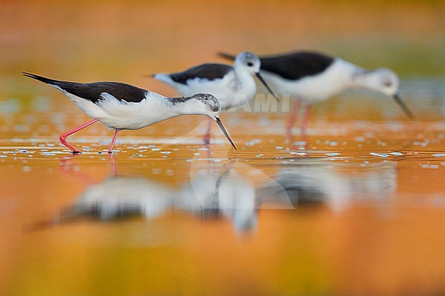 Black-winged Stilt (Himantopus himantopus), small flock looking for food in a pond in Italy. stock-image by Agami/Saverio Gatto,