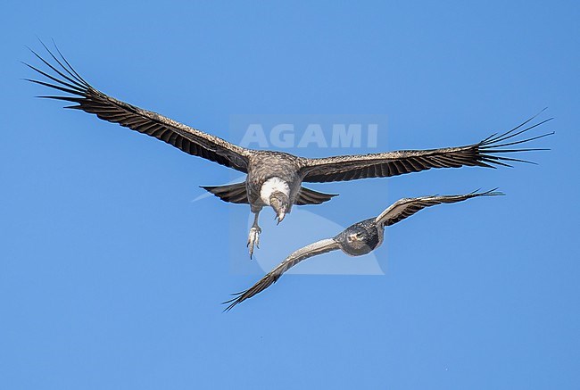 Andean Condor (Vultur gryphus) and Black-chested Buzzard-Eagle (Geranoaetus melanoleucus) fighting during flight, Patagonia, Argentina, South-America. stock-image by Agami/Steve Sánchez,