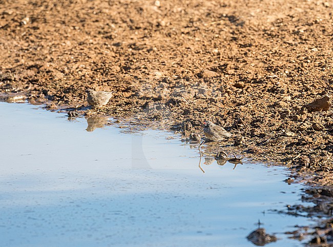 Quailfinch (Ortygospiza atricollis) in South Africa. Small flock coming to drink at a waterhole. stock-image by Agami/Pete Morris,