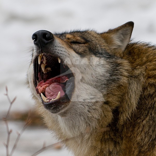 Boze Wolf; Angry Grey Wolf stock-image by Agami/Han Bouwmeester,