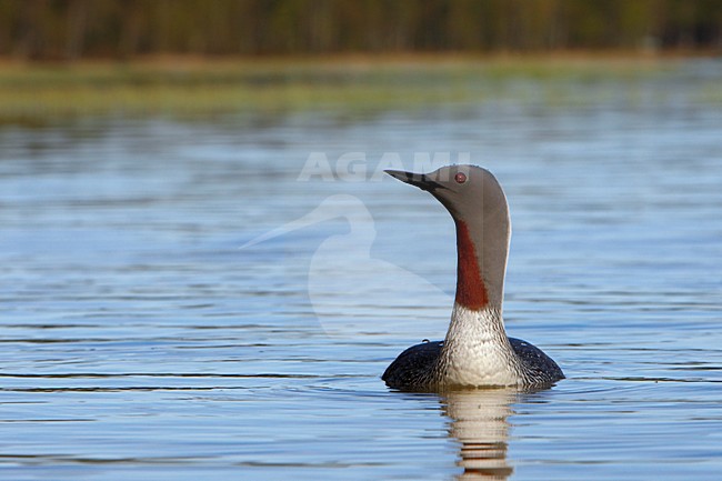 Roodkeelduiker, Red-throated Loon, Gavia stellata stock-image by Agami/Jari Peltomäki,