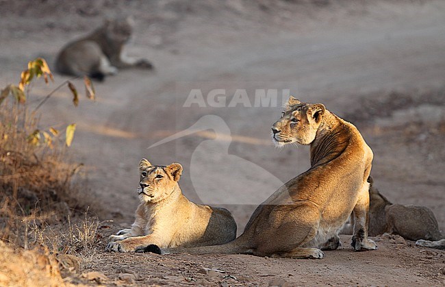 Asiatic lions (Panthera leo leo) in Gir national park in Gujarat, India. Resting in the middle of the road. stock-image by Agami/James Eaton,