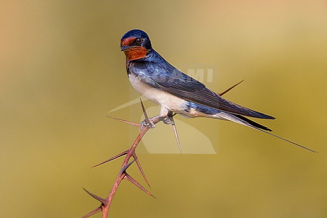 Adult Barn Swallow (Hirundo rustica) in Italy. stock-image by Agami/Daniele Occhiato,