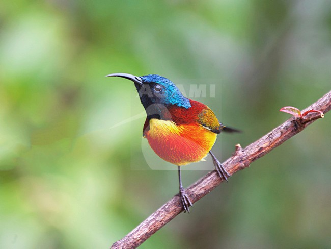Groenstaarthoningzuiger, Green-tailed Sunbird, Aethopyga nipalen stock-image by Agami/Martijn Verdoes,