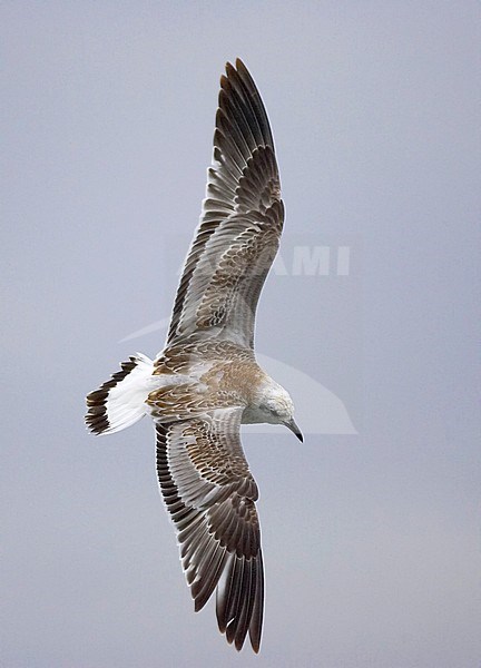 Juveniele Zwartkopmeeuw in vlucht, Juvenile Mediterranean Gull in flight stock-image by Agami/Tomi Muukkonen,