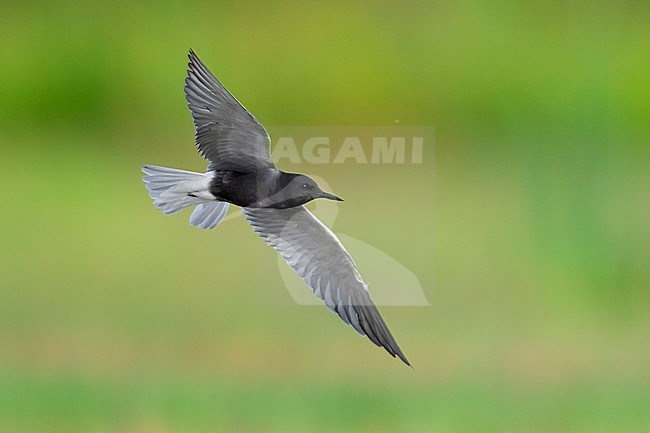 Black Tern (Chlidonias niger), adult in flight, Campania, Italy stock-image by Agami/Saverio Gatto,