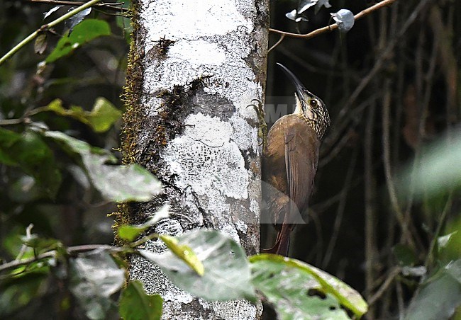 White-throated Woodcreeper, Xiphocolaptes albicollis, at Macae de Cima in Brazil. stock-image by Agami/Laurens Steijn,