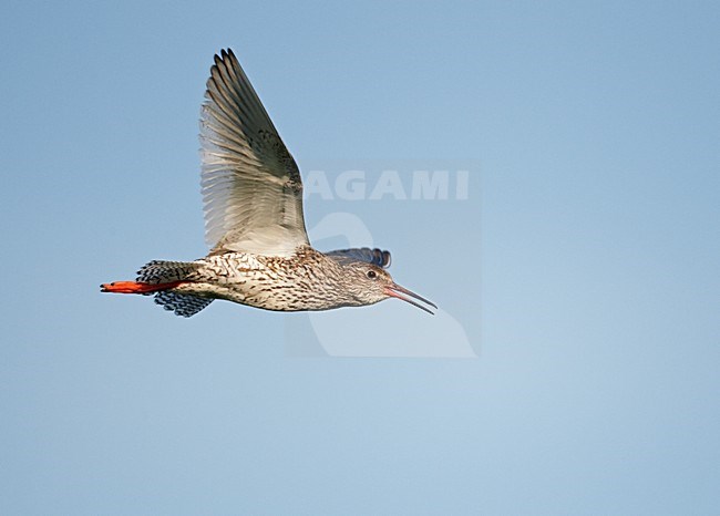 Tureluur roepend in de vlucht; Common Redshank calling in flight stock-image by Agami/Markus Varesvuo,
