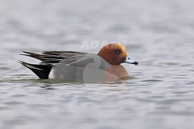 Mannetje Smient; Male Eurasian Wigeon stock-image by Agami/Daniele Occhiato,