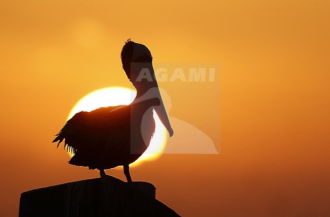 Brown Pelican (Pelecanus occidentalis carolinensis) at sunrise in Dry Tortugas, Florida, USA stock-image by Agami/Helge Sorensen,