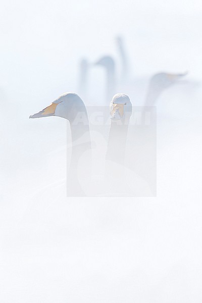 Whooper Swan (Cygnus cygnus) in winter surronding. stock-image by Agami/Marcel Burkhardt,