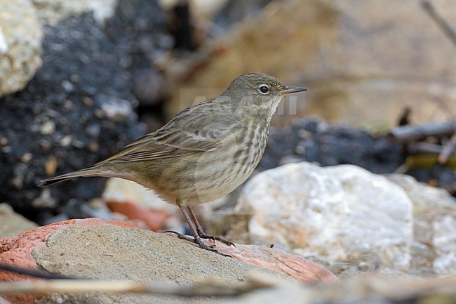 Oeverpieper zittend op rots; Eurasian Rock Pipit perched on rock stock-image by Agami/Daniele Occhiato,